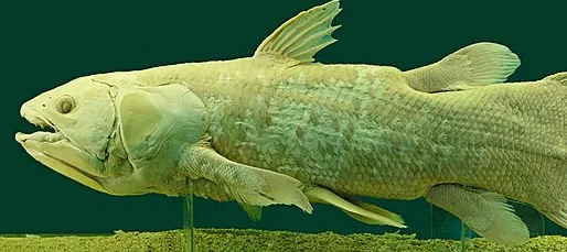 太古の特徴をそのまま残すシーラカンス
wikipediaより